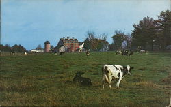 Cows Keene, NH Postcard Postcard Postcard