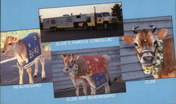 Elsie the Famous Borden Cow and her Son Beauregard Elsie the Famous Borden Cow and her Son Beauregard