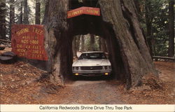 Original Drive-Thru Tree, Historic Shrine Tree Myers Flat, CA Postcard Postcard Postcard