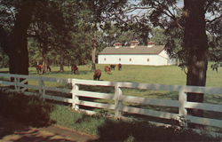 Calumet Farm, Horses, White Fences, Etc., Fayette County Kentucky Postcard Postcard Postcard