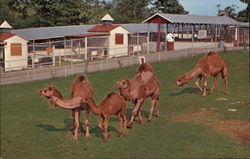 Circle M Zoo Postcard