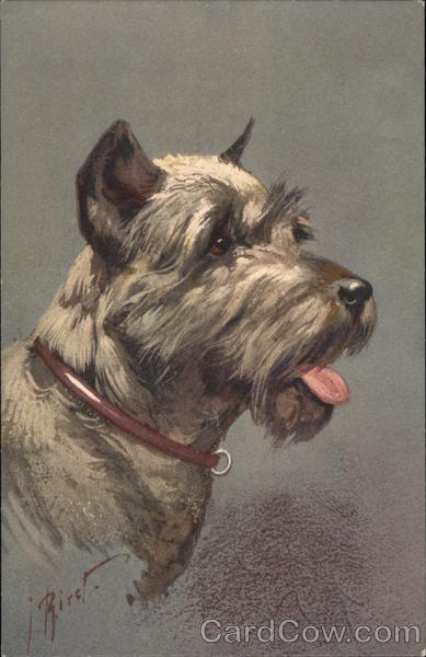 Pinscher (Schnauzer) Dogs