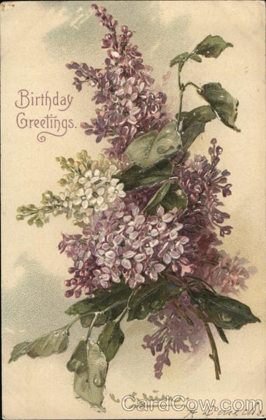 Purple & White Flowers C. Klein