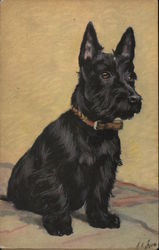 Scottish Terrier Sitting on a Blanket Postcard
