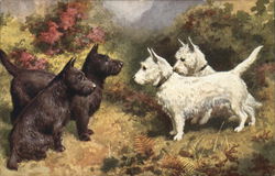 Scottish and West Highland Terriers Scottish Terriers Postcard Postcard