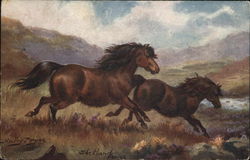 Two Horses Running Wild Postcard Postcard