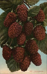 Blackberries Postcard