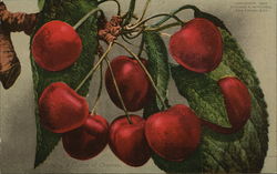 A Cluster of Cherries Fruit Postcard Postcard