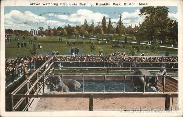 Crowd Watching Elephants Bathing, Franklin Park Boston Massachusetts