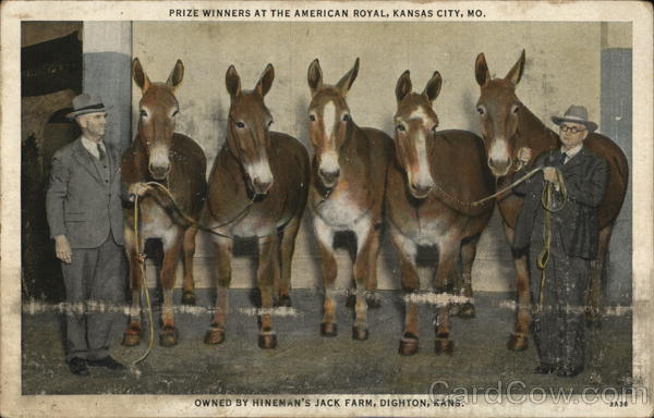 Prize Winners at the American Royal, Kansas City, MO
