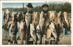 A fine Catch of Fish in Florida Fishing Postcard Postcard Postcard