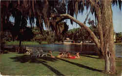 A Picturesque spot on the Homosossa River Homosassa Springs, FL Postcard Postcard