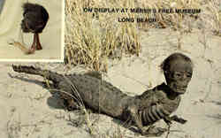 On Display at Marsh's Free Museum Postcard