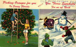 Picking Oranges for you In Sunny Florida While You Throw Snowballs for me up north Postcard