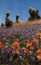 Bluebonnets, Indian Paintbrush, and Gaint Dagge Postcard