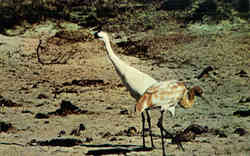 Adult And Immature Whooping Cranes Austwell, TX Postcard Postcard