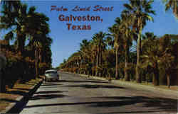 Palm Lined Street Postcard