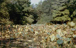 Lily Pond in The Sam Houston Park Postcard