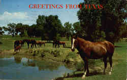 Prize horses on a Texas ranch Postcard