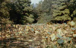 Lily Pond in the Sam Houston Park Postcard