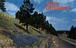 Texas Bluebonnets Scenic, TX Postcard Postcard
