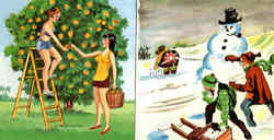 Picking oranges in Florida, Snowballs up North Scenic, FL Postcard Postcard