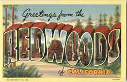 Greetings From Redwoods Of California Postcard Postcard