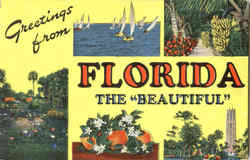 Greetings From Florida Postcard Postcard