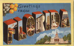 Greetings From Florida Postcard Postcard