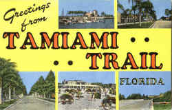 Greetings From Tamiami Trail Florida Postcard Postcard