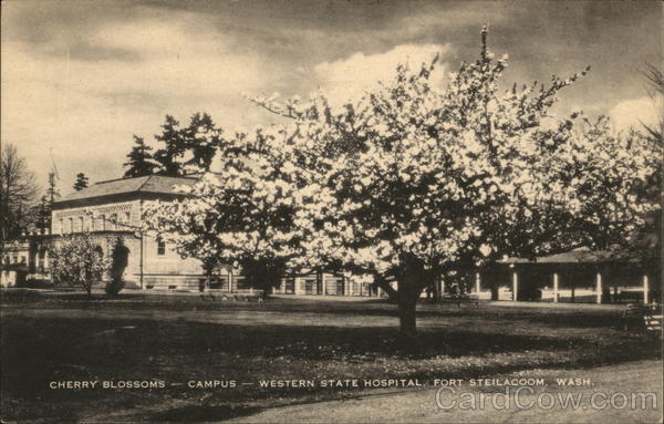 Cherry Blossoms at Campus of Western State Hospital Fort Steilacoom Washington