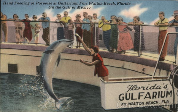 Hand Feeding of Porpoise at Gulfarium Fort Walton Beach Florida