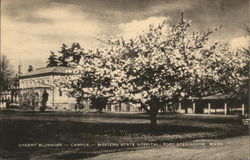 Cherry Blossoms at Campus of Western State Hospital Postcard