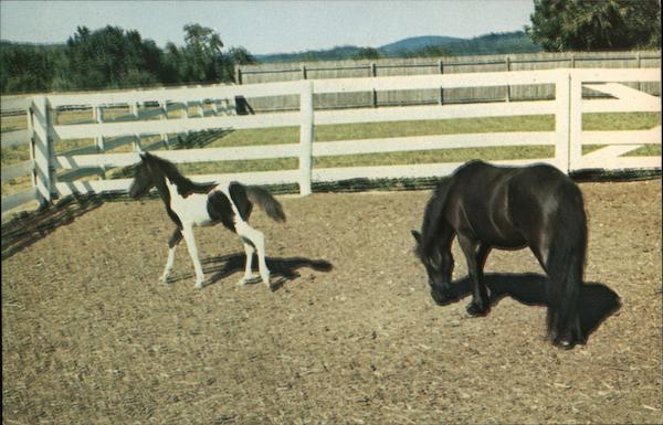 Gettysburg Miniature Horse Farm Pennsylvania