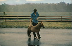 Gettysburg Miniature Horse Farm Pennsylvania Postcard Postcard Postcard