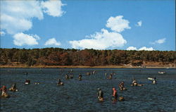 Scalloping Cape Cod, MA Postcard Postcard Postcard