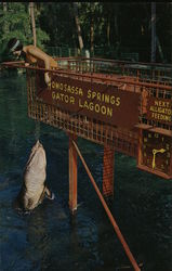 Gator at Gator Lagoon Homosassa Springs, FL Postcard Postcard Postcard