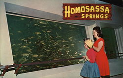 Nature's Fishbowl Spring Homosassa Springs, FL Postcard Postcard Postcard