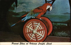 Parrot Show at Volcano Jungle Land West Panama City Beach, FL Postcard Postcard Postcard