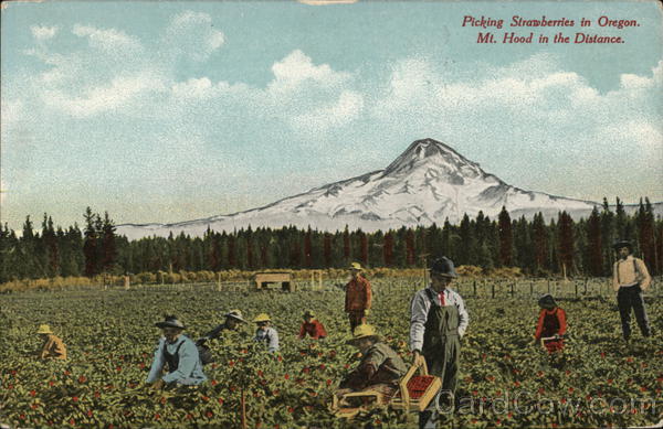 Picking Strawberries in Oregon Willamette Valley