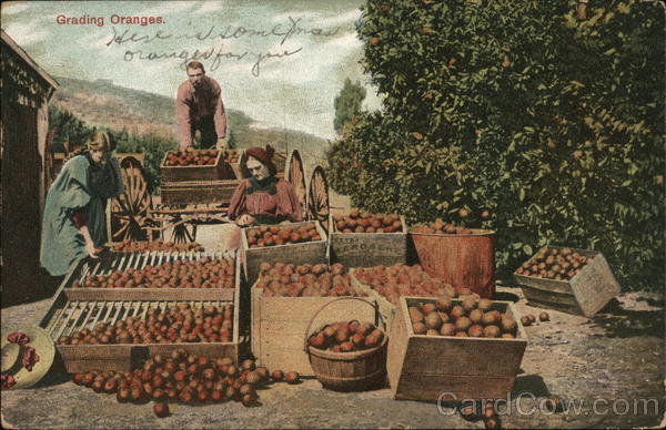 Grading Oranges Farming
