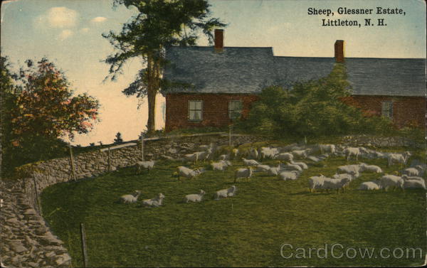 Sheep at Glessner Estate Littleton New Hampshire