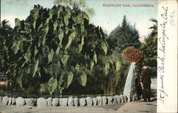 Elephant Ear Plant, St. James Park Postcard
