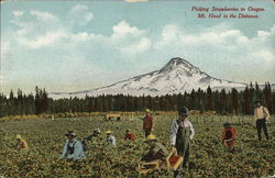 Picking Strawberries in Oregon Picking Strawberries in Oregon