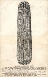 Grand Champion Ear of Corn Postcard