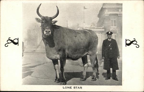 Lone Star Cows & Cattle