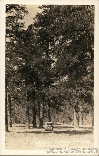 Driveway Through the Pines Wrightwood California