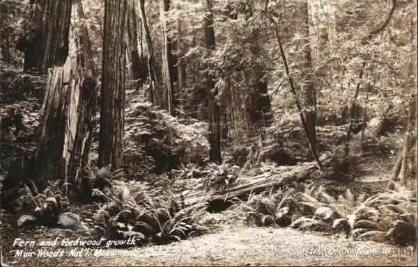 Fern and Redwood Growth, Muir Woods National Monument Mill Valley California