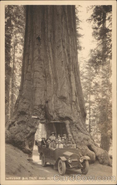 Wavona Big Tree and Auto Cars