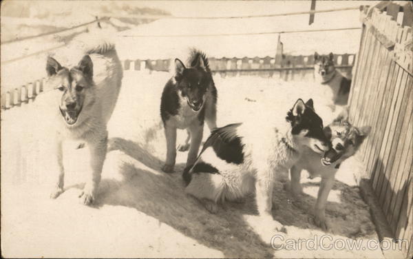 Dog Sled Pups Switzerland Dogs